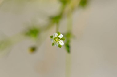 İskoç yosunu son sınıf küçük çiçek - Latince adı - Sagina subulata Senior