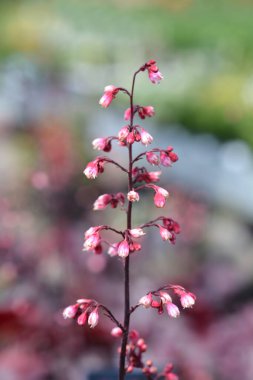 Melez Mercan Çanları Çiçekleri - Latince adı Heuchera Melezleri