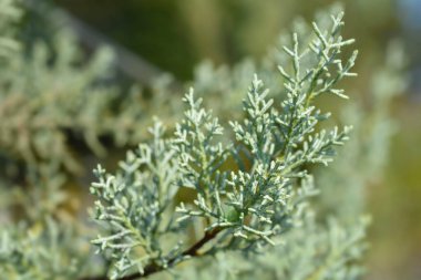 Mavi Arizona Kıbrıs şubesi - Latince adı - Cupressus arizonica Fastigiata