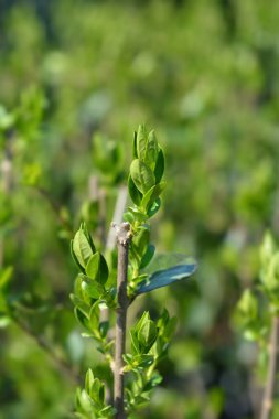 Oval yapraklı özel yapraklar - Latince adı - Ligustrum ovalifolium
