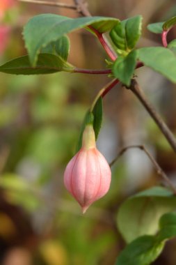 Hybrid Fuchsia çiçek tomurcuğu - Latince adı - Fuchsia x hybrida
