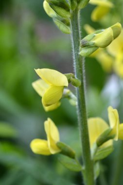 Sahte lupin - Latince adı - Thermopsis lanceolata