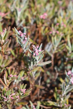 Bataklık biberiyesi Compacta - Latince adı - Andromeda polifolia Compacta