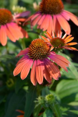 Koni çiçekleri - Latince adı - Echinacea purpurea Julia