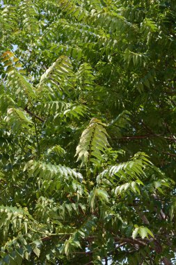 Cennet Ağacı - Latince adı - Ailanthus altissima