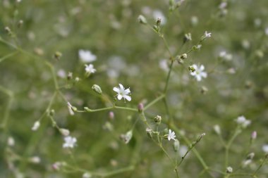 Bebekler nefes alır küçük çiçekler - Latince adı - Gypthe Paniculata