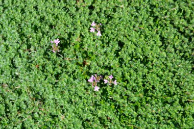 Vahşi kekik - Latince adı - Thymus polytrichus