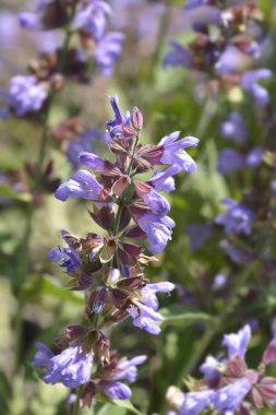 Genel adaçayı çiçekleri - Latince adı - Salvia officinalis