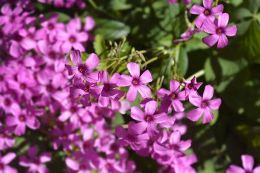 Pembe tahta doru - Latince adı - Oxalis articulata