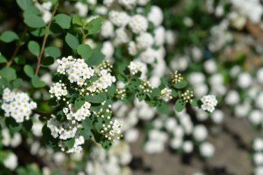 Van Houttes spiraea çiçekleri - Latince adı - Spiraea x vanhouttei