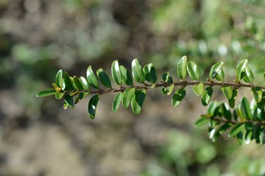 Kutu terk edilmiş hanımeli dalı- Latince adı Lonicera ligustrina var. pileata (Lonicera pileata)