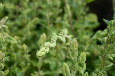 Sarı Alman çiçeği tomurcukları - Latince adı - Teucrium flavum