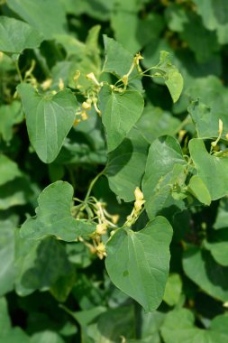 Yaygın doğum otu - Latince adı - Aristolochia clematitis