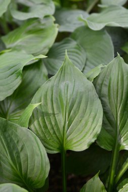 Hosta Kiyosumiensis - Latince adı