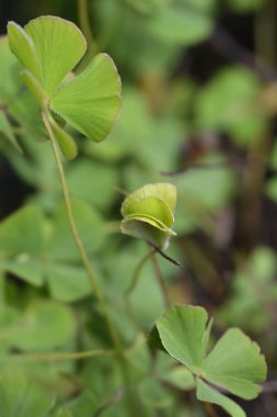 Dört yapraklı pepperwort - Latince adı - Marsilea quadrifolia