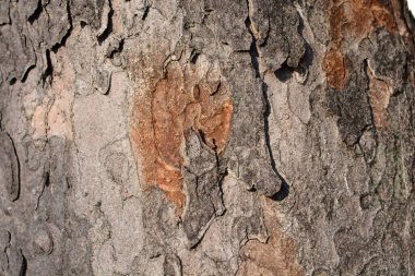 Yaygın Sycamore ağaç kabuğu detayı - Latince adı - Acer pseudoplatanus