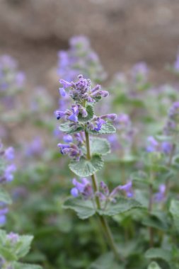 Kediotu çiçekleri - Latince adı - Nepeta grandiflora