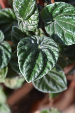 Radyatör bitkisi Lilian yaprakları - Latince adı - Peperomia caperata Lilian