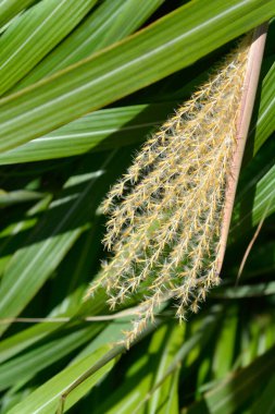 Çin gümüşi çimeni - Latince adı - Miscanthus sinensis
