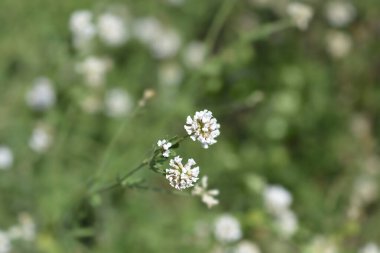 Bitki yoncası - Latince adı - Dorycnium herbaceum (Lotus herbaceus)