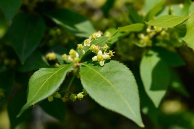 Kompakt Yanan Bush - Latince adı - Euonymus alatus Compactus
