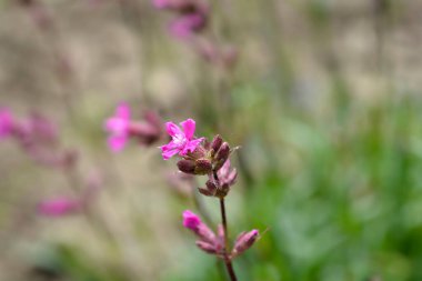 Yapışkan kedi sineği pembe çiçekleri - Latince adı - Lychnis viscaria (Silene viscaria)