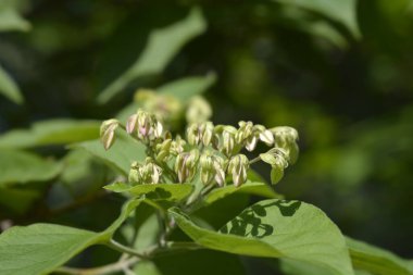 Harlequin glorybower - Latince adı - Clerodendrum trichotomum
