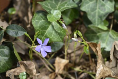 Küçük Periwinkle çiçeği - Latince adı - Vinca minör
