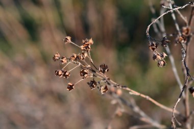 Shrubby Cinquefoil kuru dal- Latince adı - Potentilla fruticosa