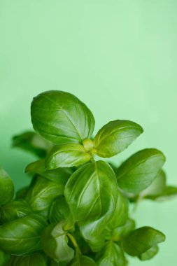 Genel fesleğen yaprakları - Latince adı - Ocimum bazilika