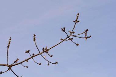Mavi gökyüzüne karşı çiçekli dar yapraklı kül dalları - Latince adı - Fraxinus angustifolia