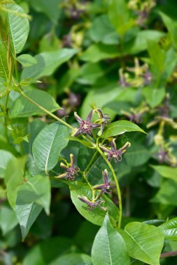 Silkvine çiçekleri - Latince adı - Periploca graeca