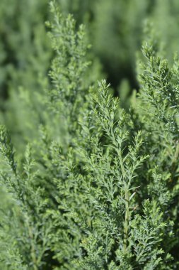 Lawsons Cypress Ellwoodii - Latince adı Chamaecyparis lawsoniana Ellwoodii