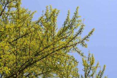 Ginkgo ağacı - Latince adı - Ginkgo biloba