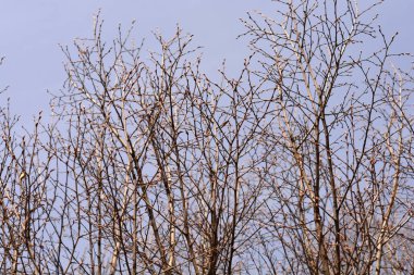 Tomurcuklu piramit boynuzu dalları - Latince adı - Carpinus betulus Fastiegata