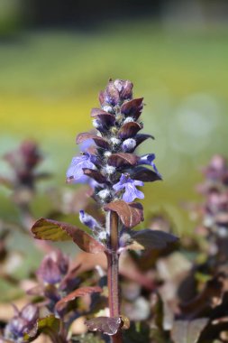 Bugle Burgundy Parıltısı - Latince adı - Ajuga reptans Burgundy Parıltısı