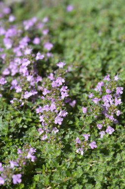 Vahşi kekik - Latince adı - Thymus polytrichus