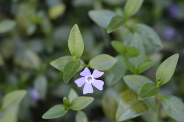 Küçük Periwinkle çiçeği - Latince adı - Vinca minör