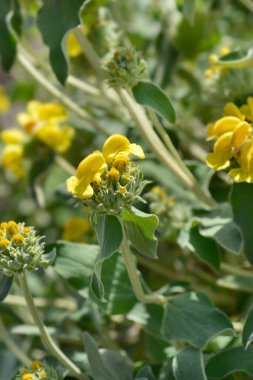 Kudüs adaçayı sarı çiçekleri - Latince adı - Phlomis fruticosa