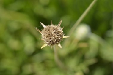 Kafkasya iğne başı başı - Latince adı - Scabiosa Kafkasya