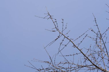 Mavi gökyüzüne karşı çiçek tomurcukları olan gümüş akçaağaç dalları - Latince adı - Acer saccharinum