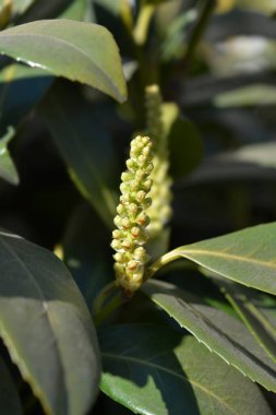 Kiraz çiçeği tomurcukları - Latince adı - Prunus laurocerasus