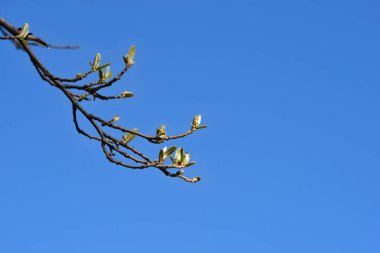 Mavi gökyüzüne karşı yeni yaprakları olan sonbahar zeytin dalı Latince adı Elaeagnus umbellata