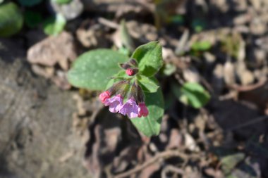 Akciğer otu - Latince adı - Pulmonaria officinalis