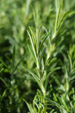 Rosemary yaprakları - Latince adı - Rosmarinus officinalis