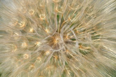 Genel tohum başı detayı - Latince adı - Tragopogon porrifolius