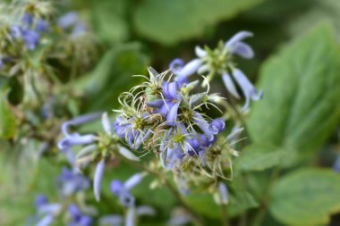 Tüp klematis - Latince adı - Clematis heracleifolia
