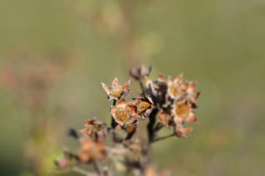 Shrubby Cinquefoil kuru dal- Latince adı - Potentilla fruticosa