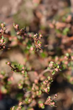 Japon barberry Kobold - Latince adı Berberis thunbergii Kobold
