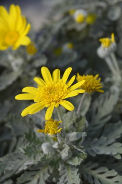 Gri yapraklı Avrupai Gümüş Yıldız çiçeği - Latince adı - Euryops pectinatus Silver Star
